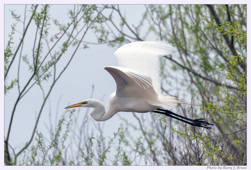 Placeholder image of a flying great egret shorebird