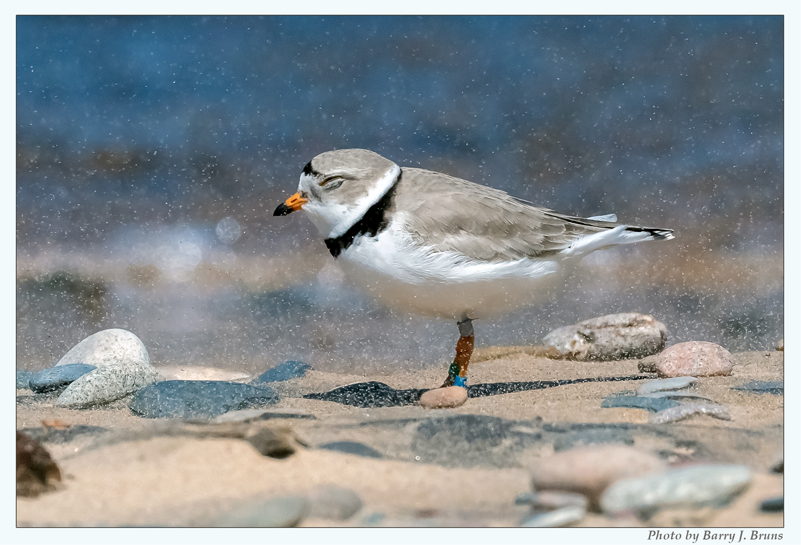 Placeholder image of a piping plover shorebird