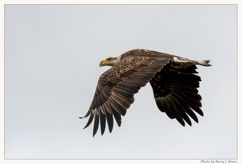 Placeholder image of a flying bald eagle