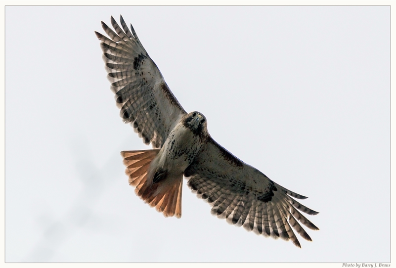 Placeholder image of a red-tailed hawk