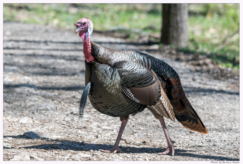 Placeholder image of a male wild turkey