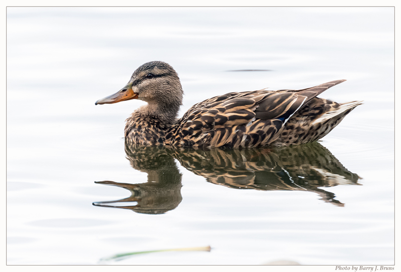 Placeholder image of a female mallard duck