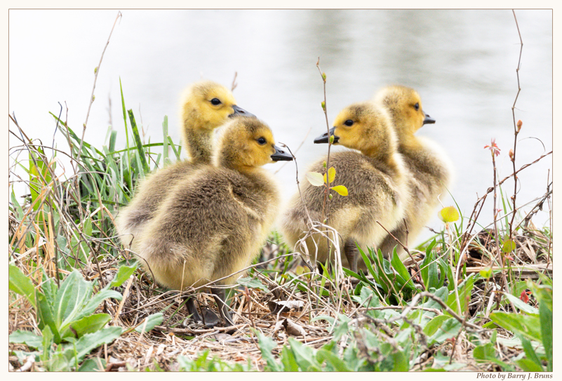 Placeholder image of canada geese goslings