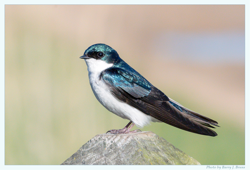 Placeholder image of a tree swallow